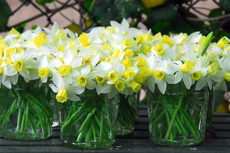 Narcissus 'Jack Snipe', Daffodil 'Jack Snipe', Cyclamineus Daffodil 'Jack Snipe', Miniature Daffodils, Spring Bulbs, Spring Flowers', Jack Snipe, Miniature daffodil, Cyclamineus daffodil